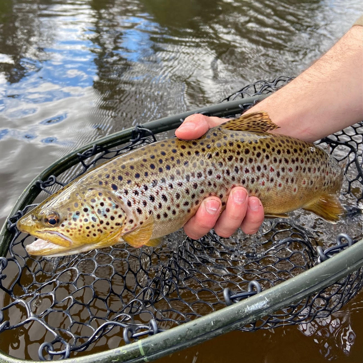 Fishing Report May 4th 2023 Fly Fishing Report Nomad Anglers
