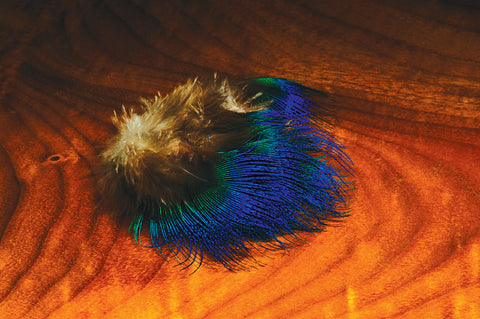 Blue Peacock Neck Feathers