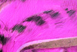 Black Barred Rabbit Strips #188 Hot Pink