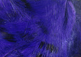 Black Barred Rabbit Strips #35 Bright Purple