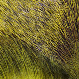 Dyed Deer Body Hair Olive #263