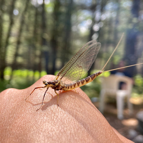 Tying Trout Flies | East Lansing