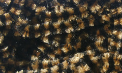 Fly Fish Food Small Stonefly Chenille - Black Coffee