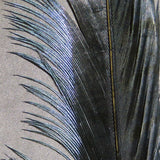 Ringneck Pheasant Tail Feathers Pairs #11 Black