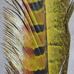 Ringneck Pheasant Tail Feathers Pairs - #242 Natural