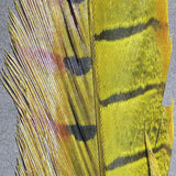 Ringneck Pheasant Tail Feathers Pairs #383 Ringneck Pheas.Tail Feathers Yellow