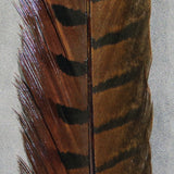 Ringneck Pheasant Tail Feathers Pairs #40 Brown