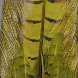 Dyed Ringneck Pheasant Tail Clump #263 Olive