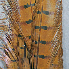 Dyed Ringneck Pheasant Complete Tail Clump - #40 Brown