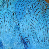 Strung Silver Pheasant Body Feathers #199 Kingfisher Blue Silver