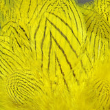 Strung Silver Pheasant Body Feathers #383 Yellow Silver