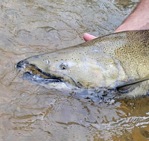 East Lansing | Fly Tying 101 Salmon flies