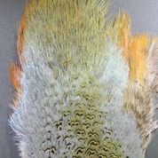 Ringneck Pheasant Rump Patches